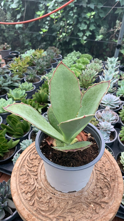 Kalanchoe Synsepala