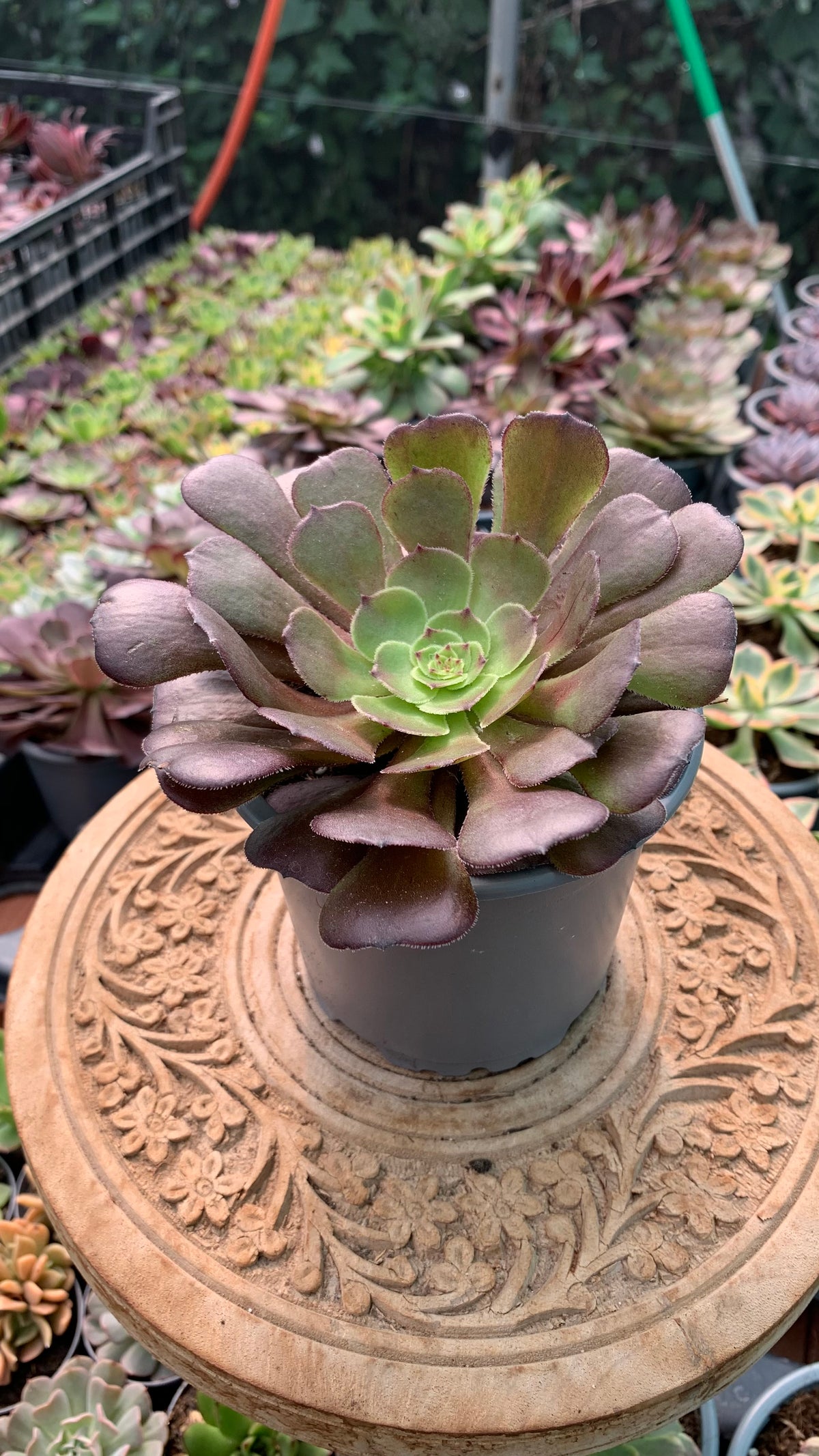 Aeonium Morticia