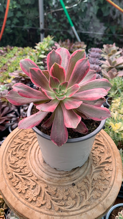 Aeonium ‘ Idolization’