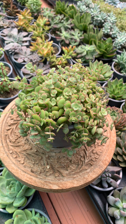 Crassula pellucida