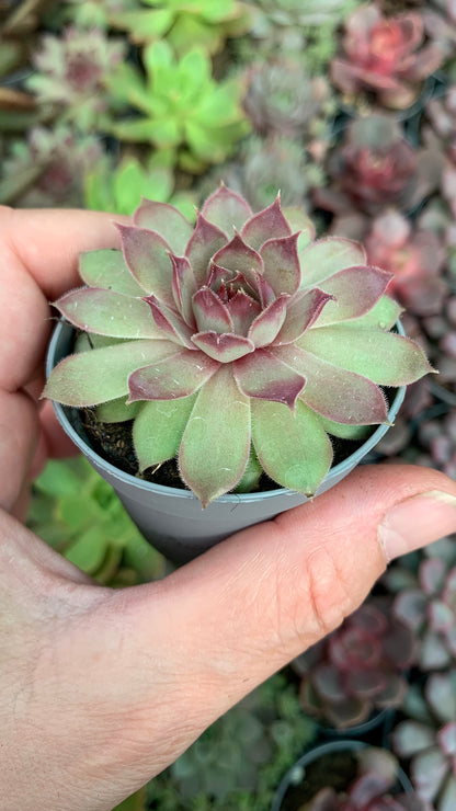 Sempervivum Pink Pomelo