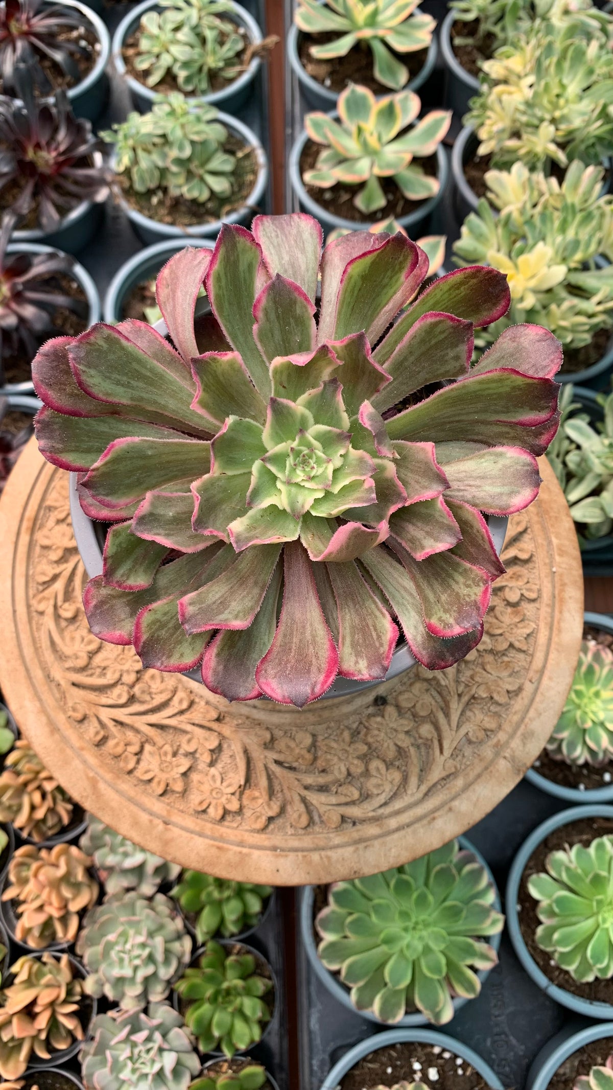 Aeonium ecstasy