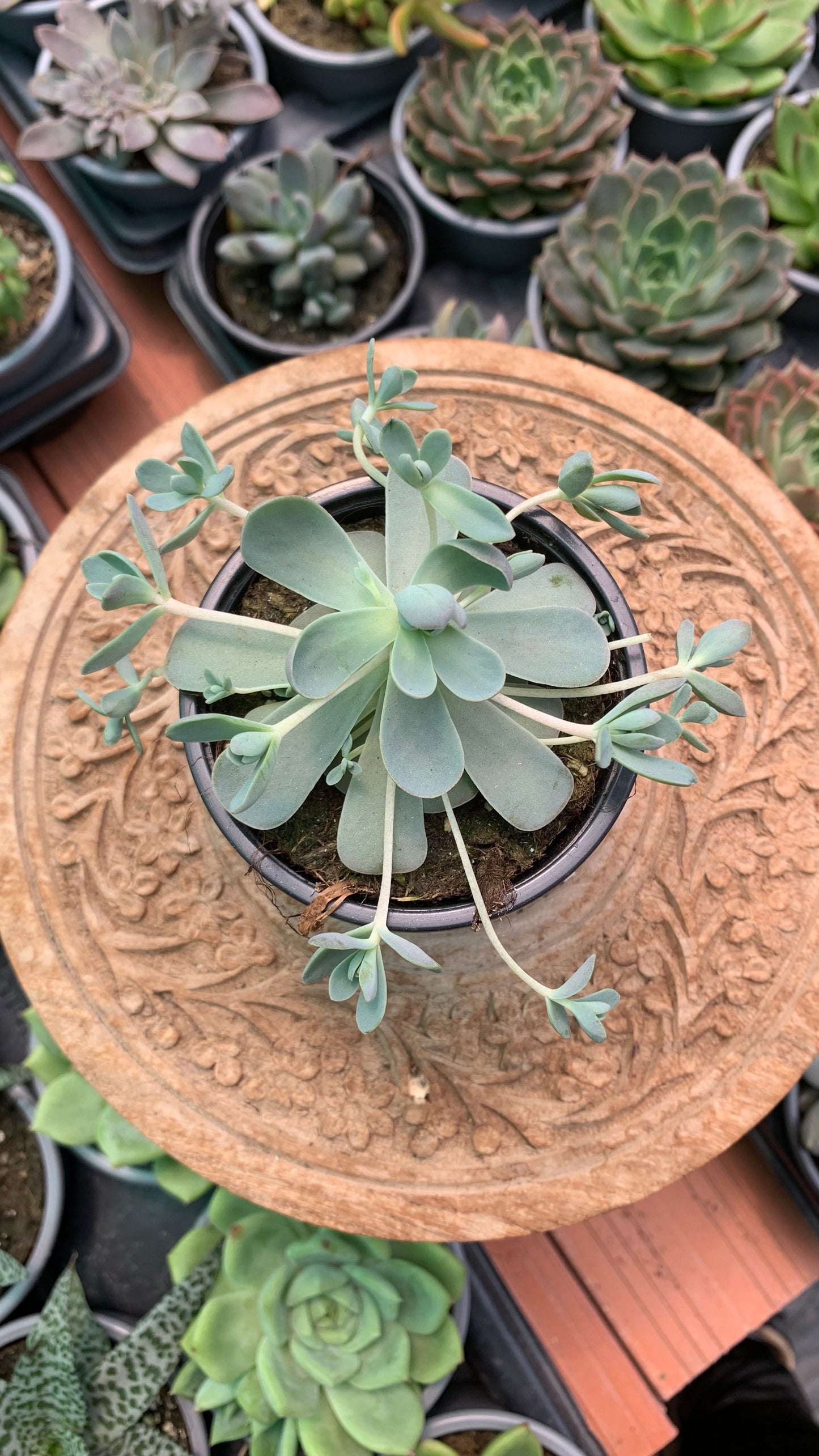Orostachys ‘Iwarenge’