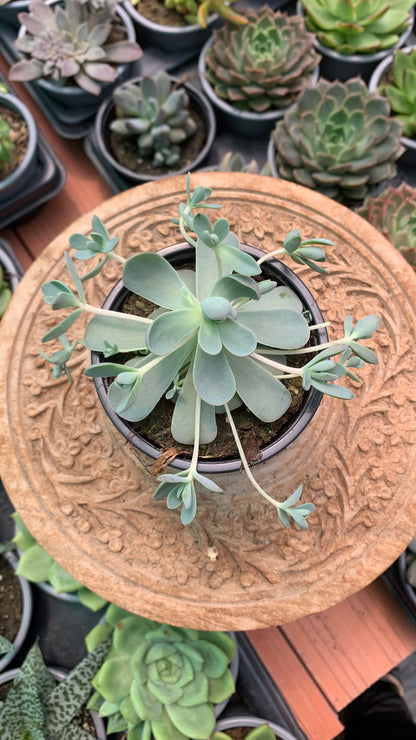 Orostachys ‘Iwarenge’