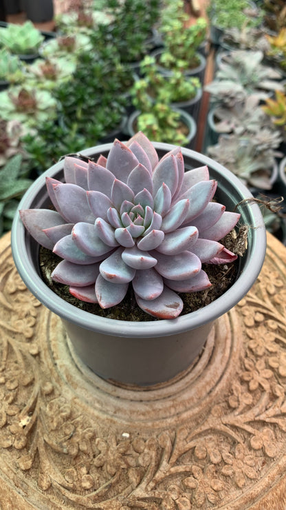 Graptoveria lulu