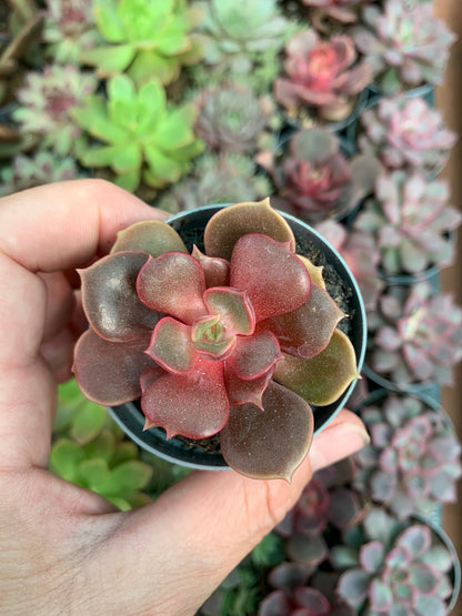 Echeveria agavoides mont