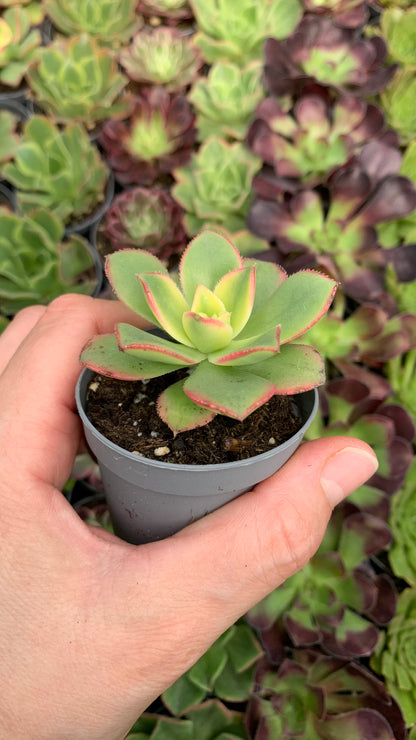 Aeonium kiwi