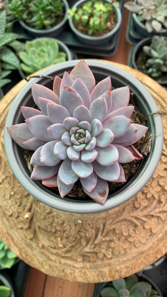 Graptoveria lulu