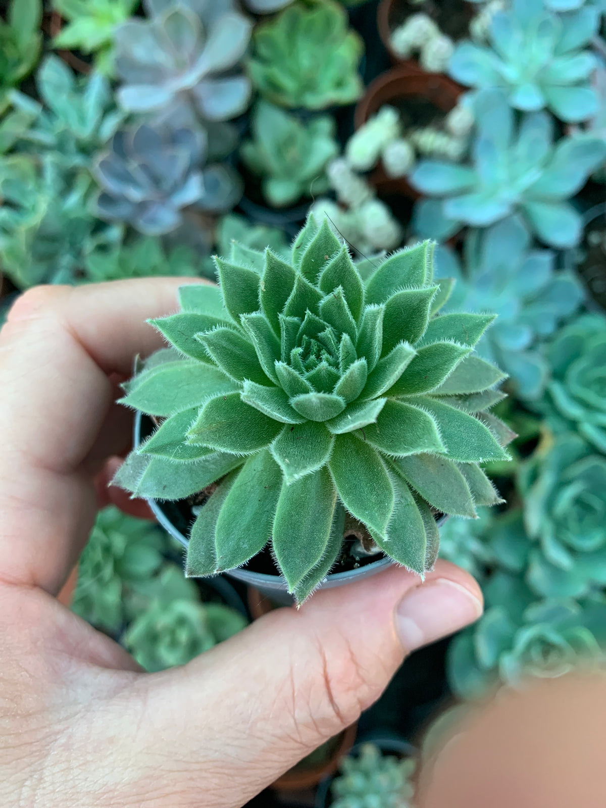 Sempervivum Soft Line Xera