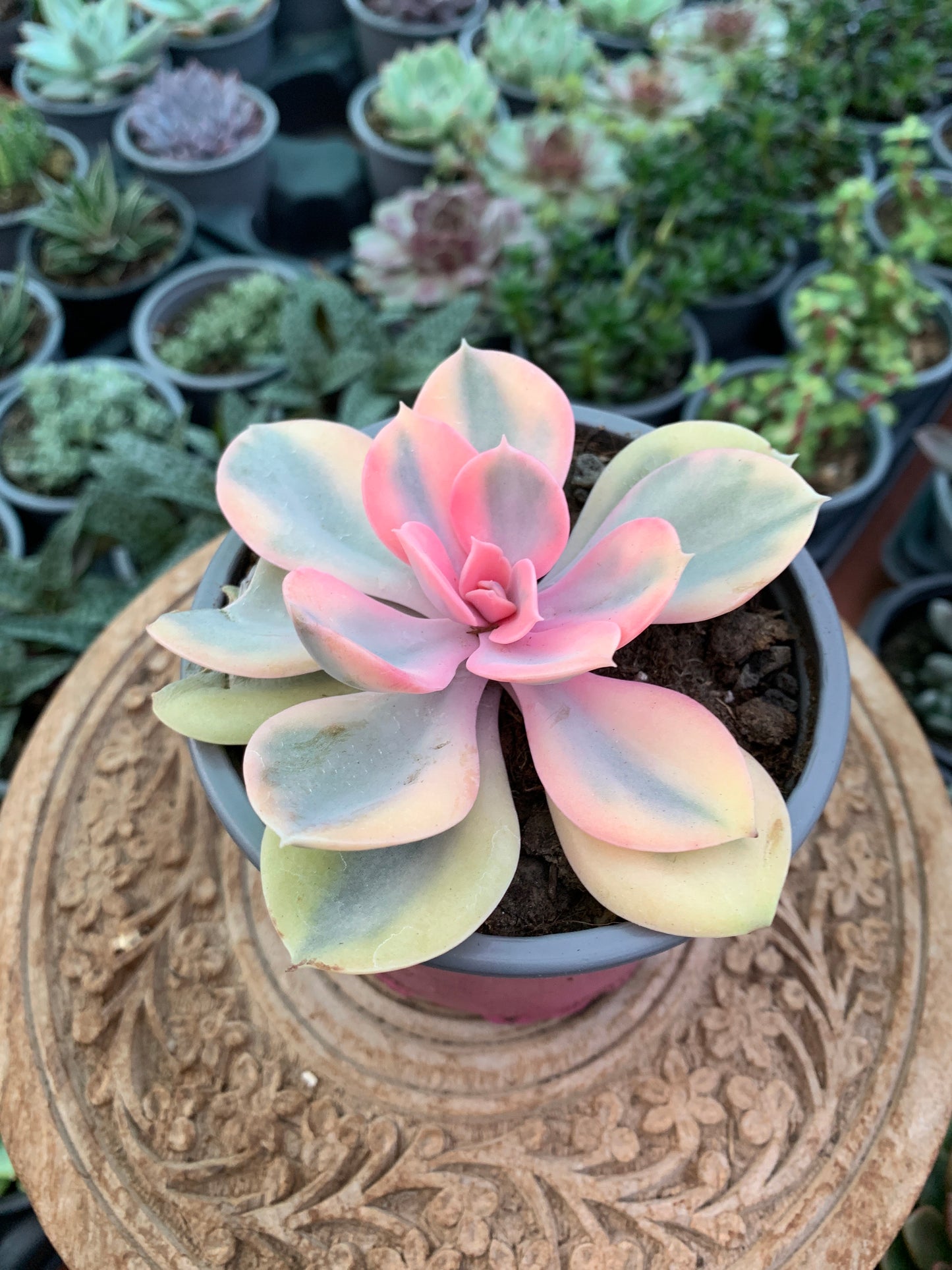 Echeveria rainbow