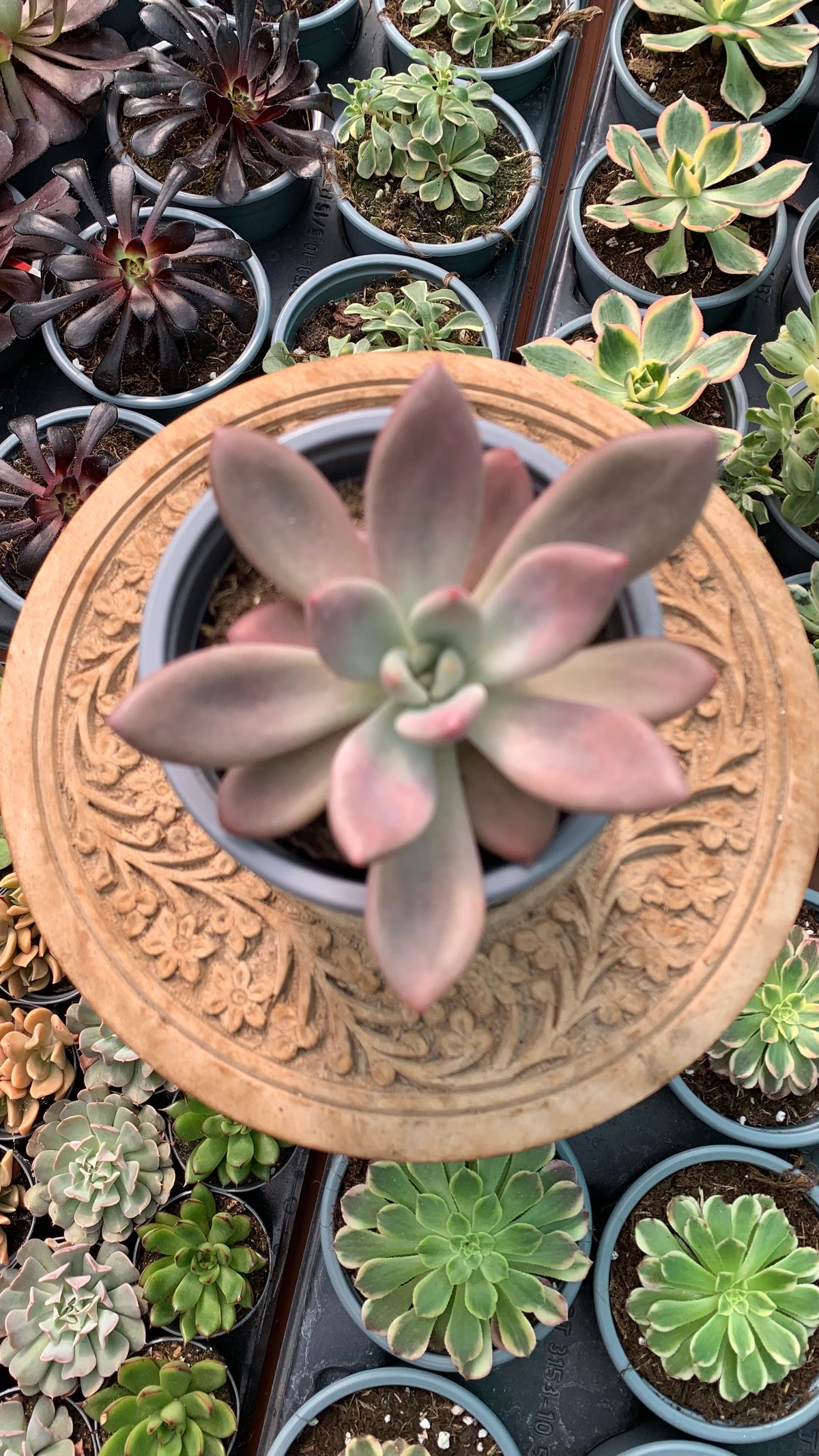 Graptoveria Pink Dona