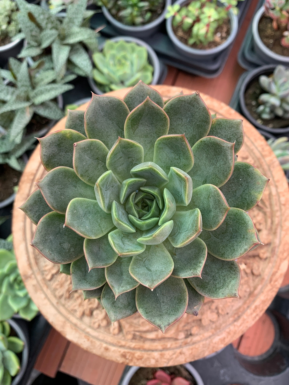 Echeveria 'Romance'