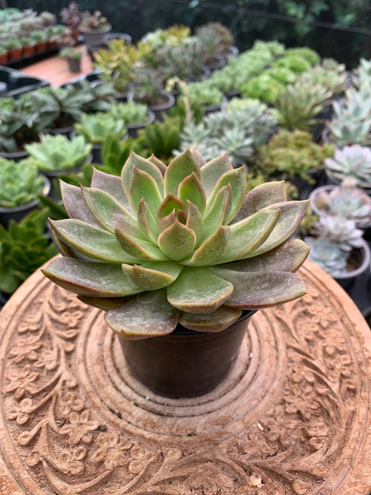 Echeveria chocolate mousse