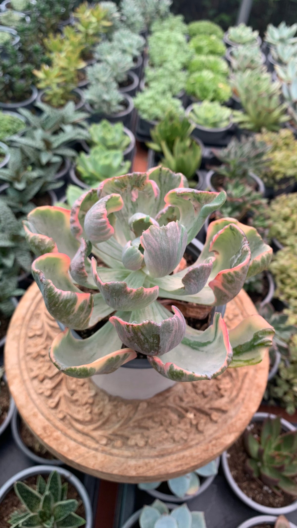 Echeveria Beyonce rainbow