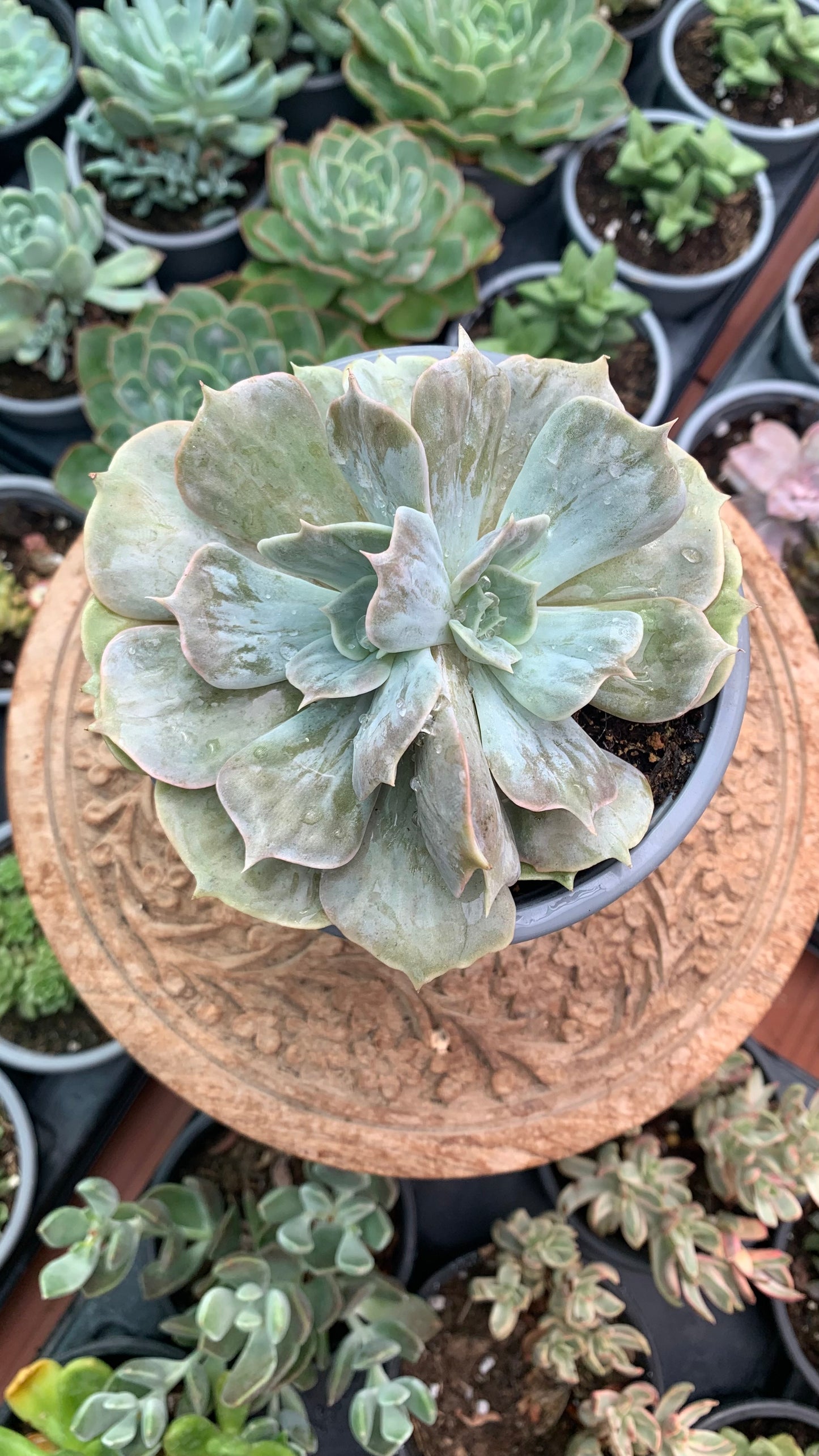 Echeveria lilacina marble