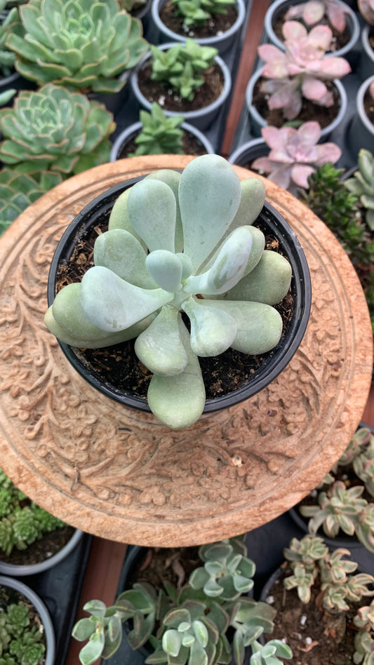 Pachyphytum oviferum