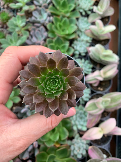 Sempervivum 'Janne d'Arc'