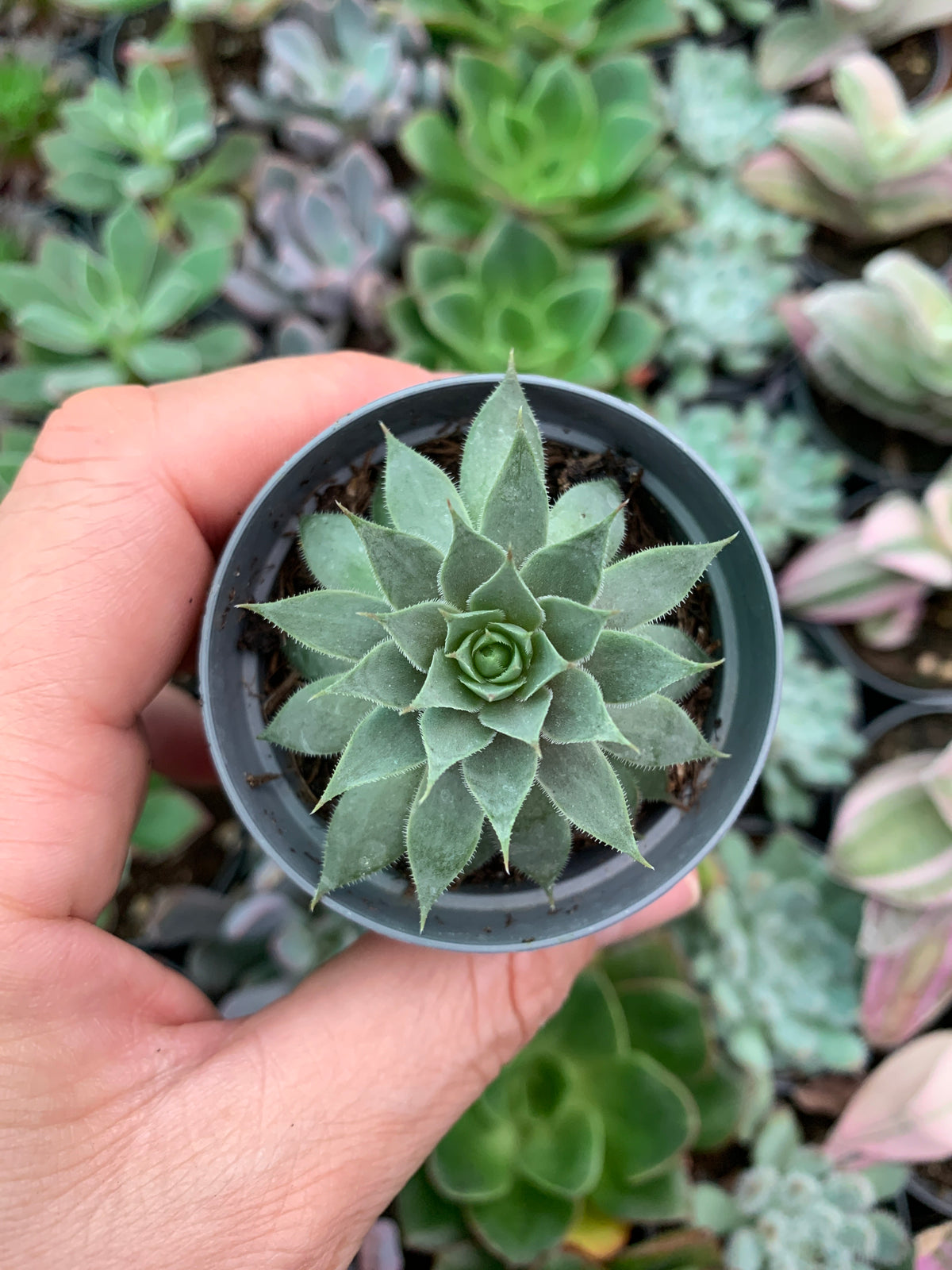 Sempervivum Red Beauty