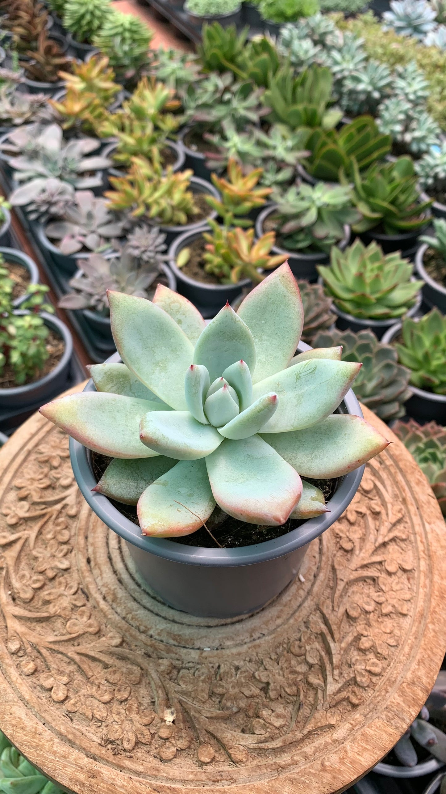 Echeveria colorata tapalpa