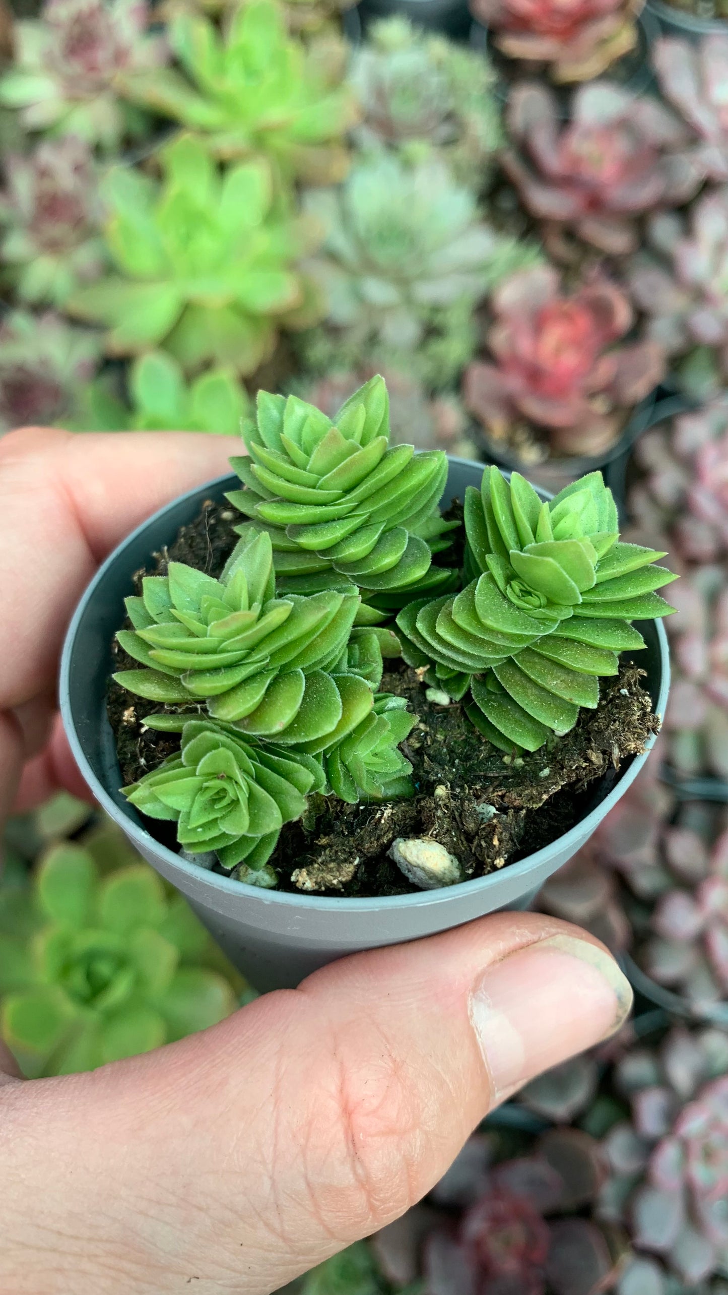 Crassula spiralis stangol