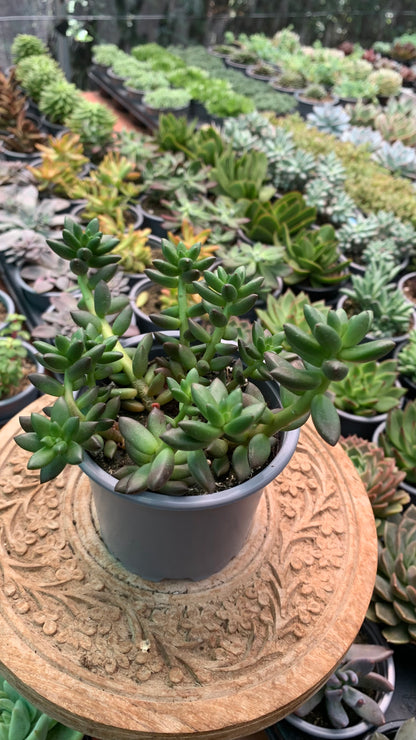 Sedeveria Jet Beads