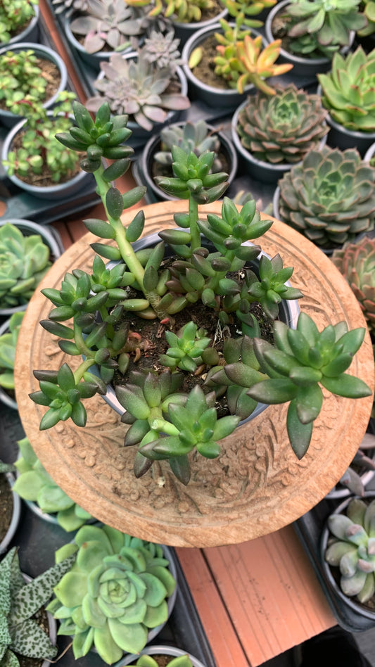 Sedeveria Jet Beads