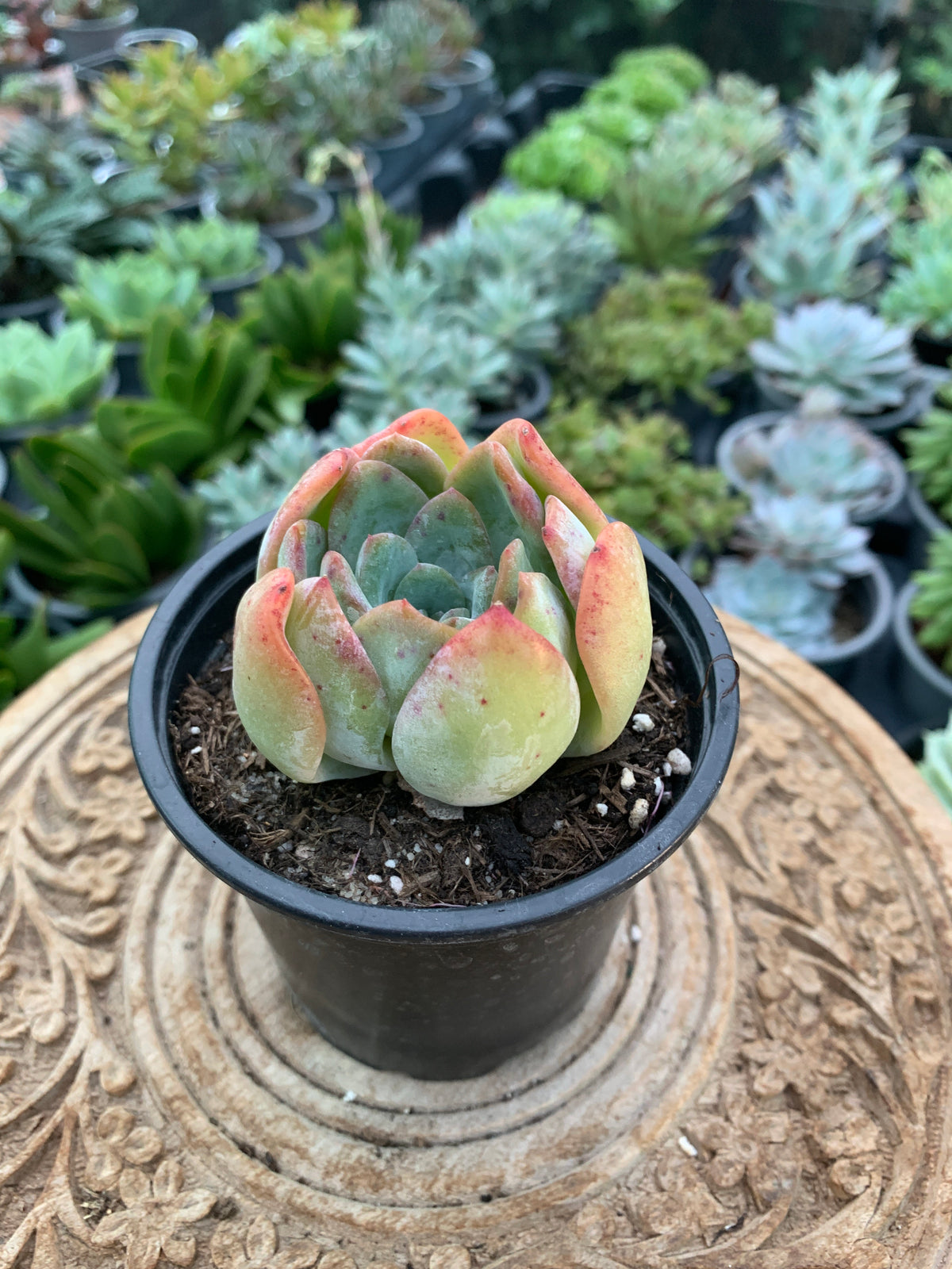 Echeveria Milk Rose