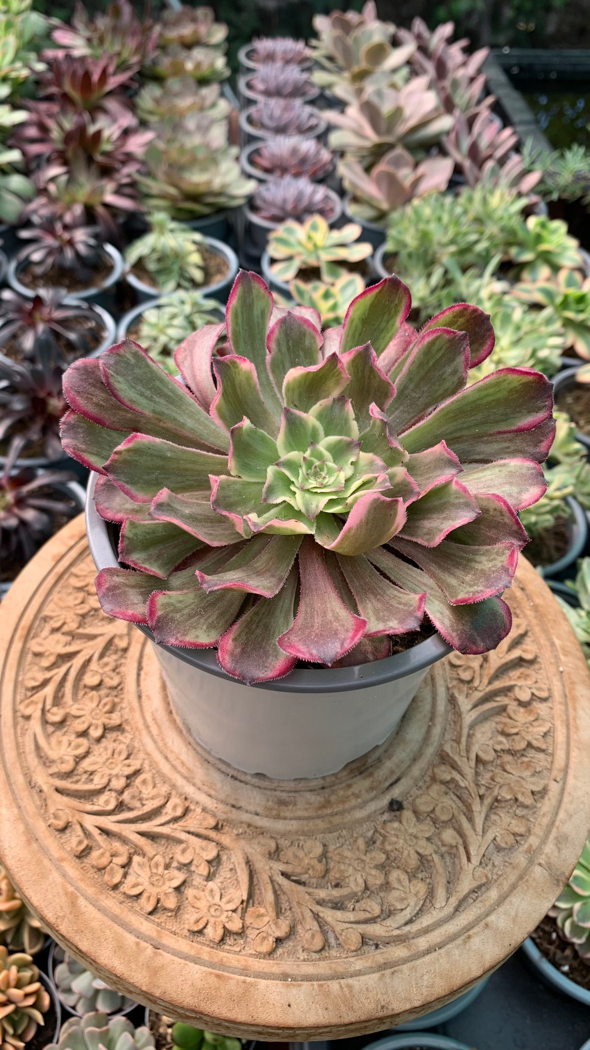 Aeonium ecstasy