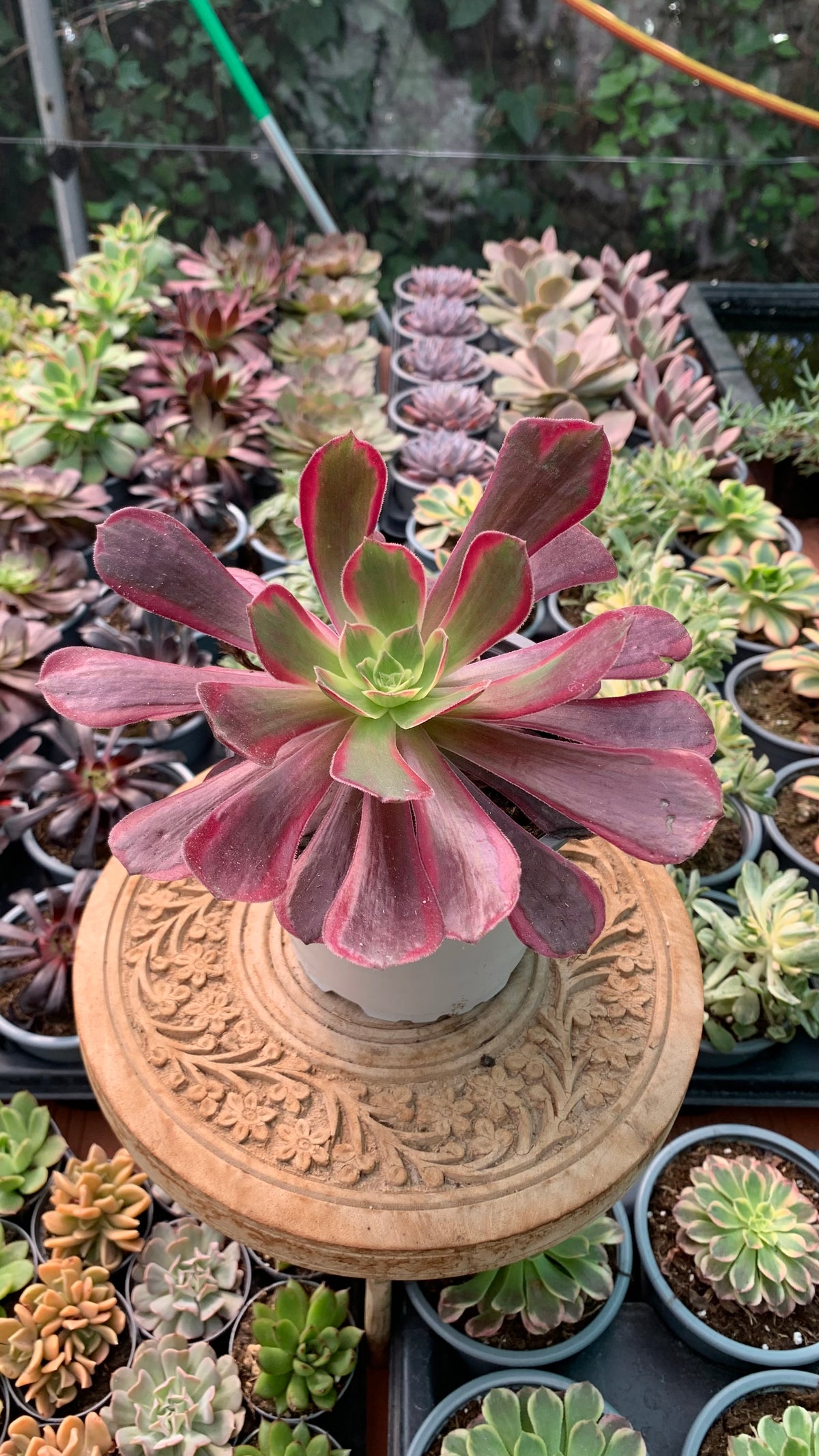 Aeonium Eden