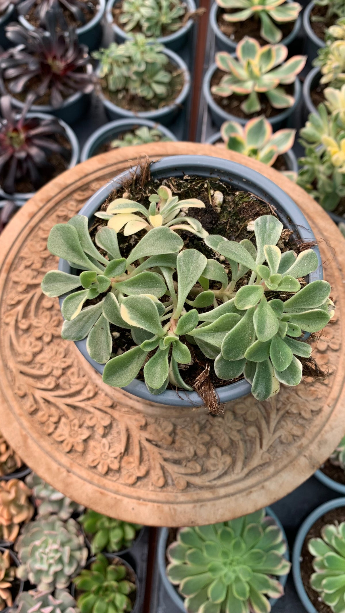 Aeonium Domesticum Variegata