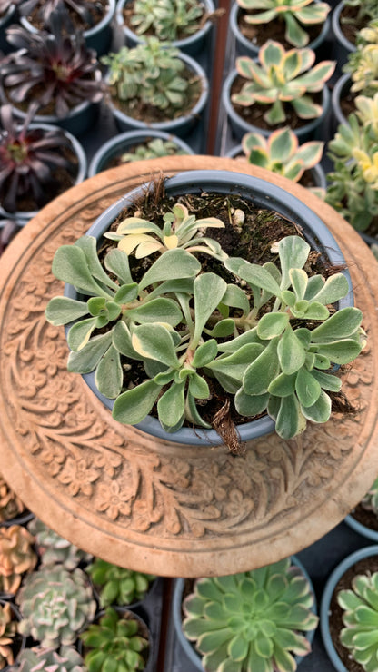 Aeonium Domesticum Variegata