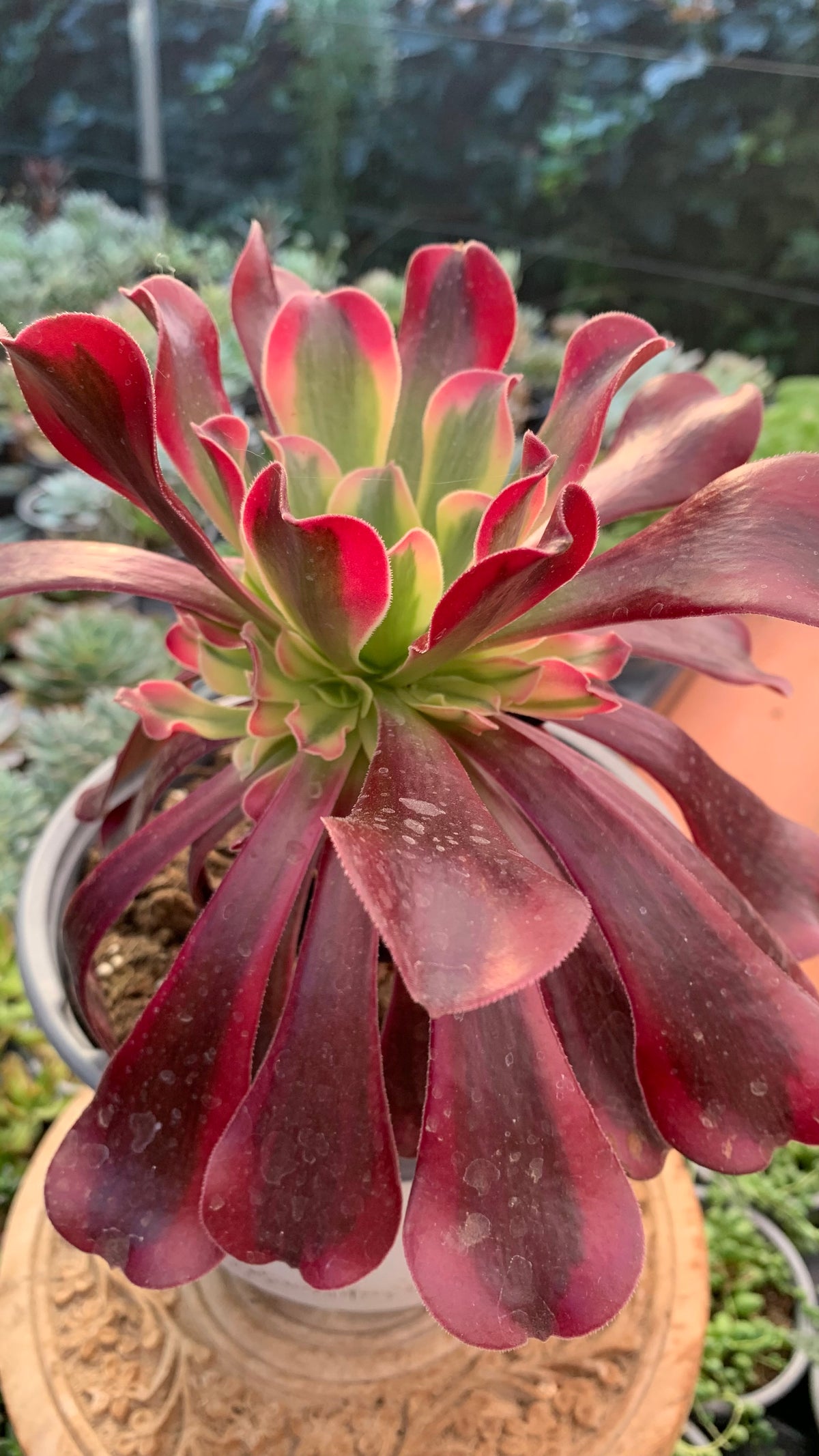Aeonium Medusa (Planta Madre)