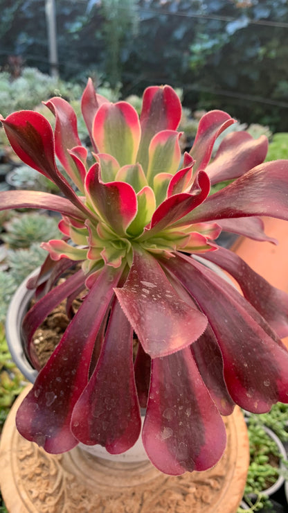 Aeonium Medusa (Planta Madre)