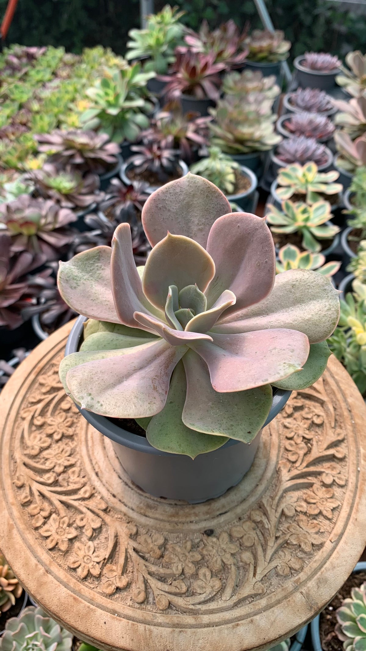 Echeveria ‘Lolita,