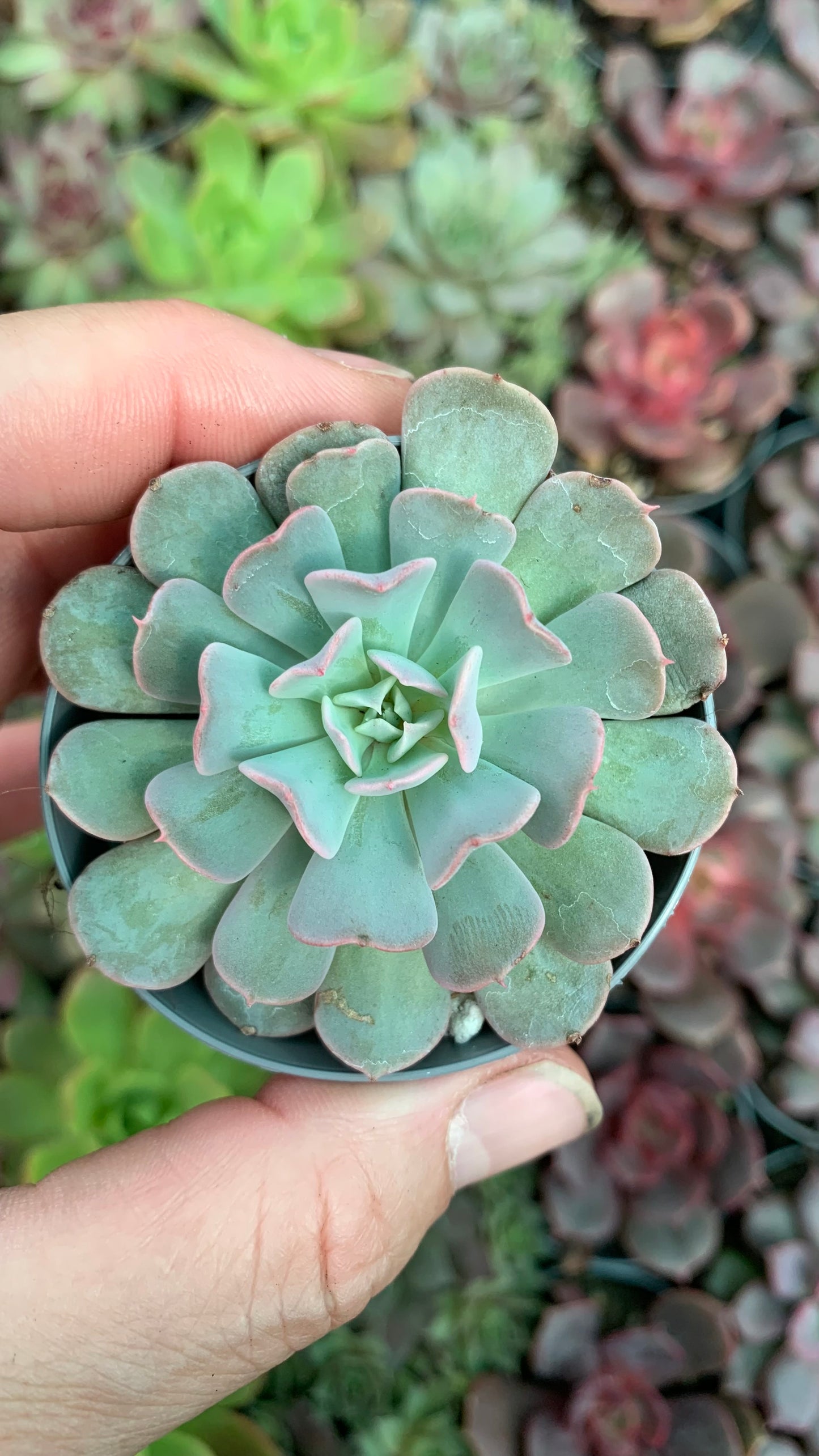 Echeveria pinwheel revolution