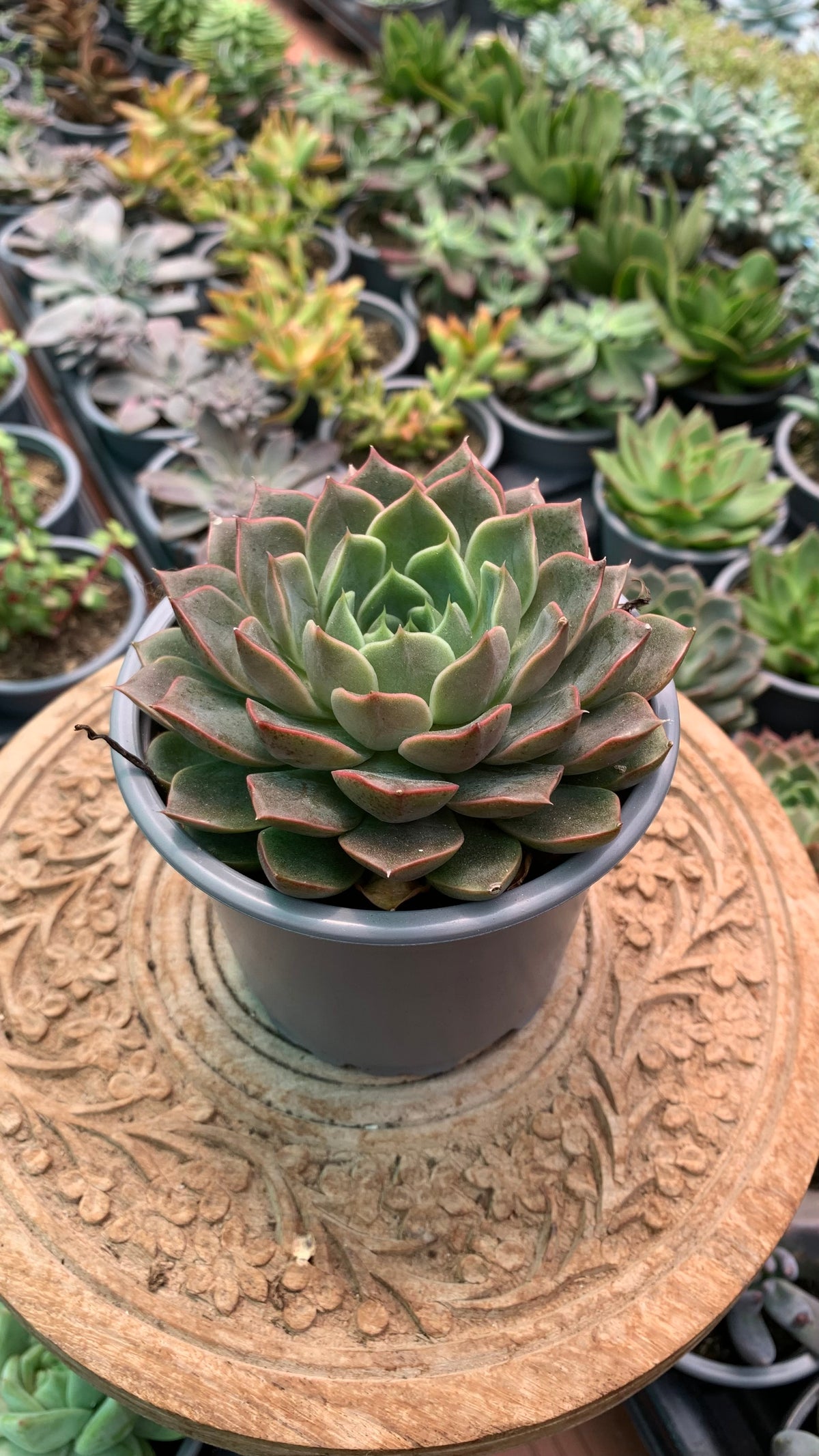 Echeveria 'Romance'
