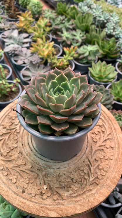 Echeveria 'Romance'