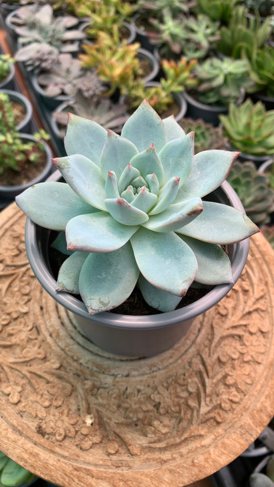 Echeveria Blue Bird