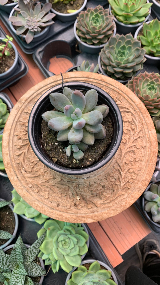 Echeveria chocolate star