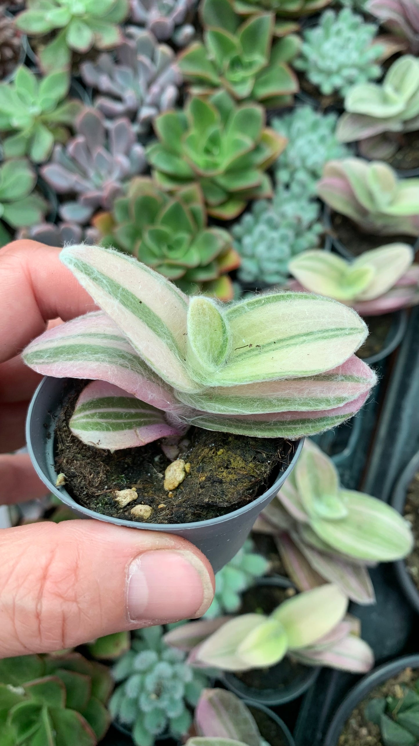 Tradescantia sillamontana variegata