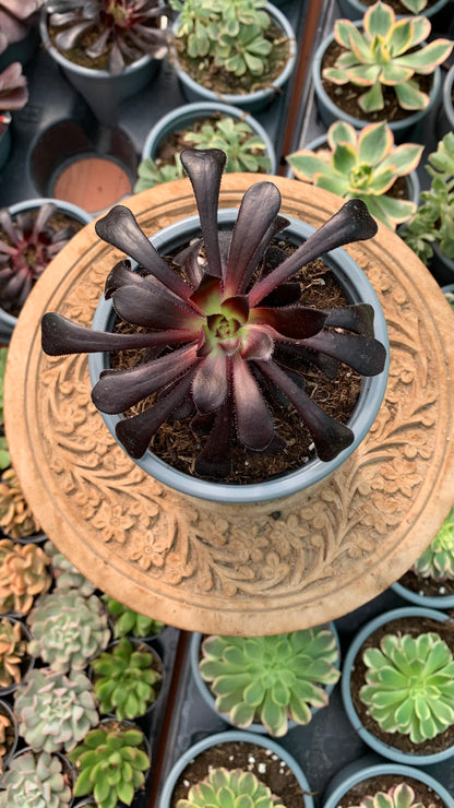Aeonium Zwartkop