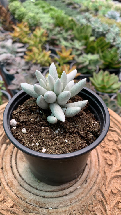 Senecio mont blanc