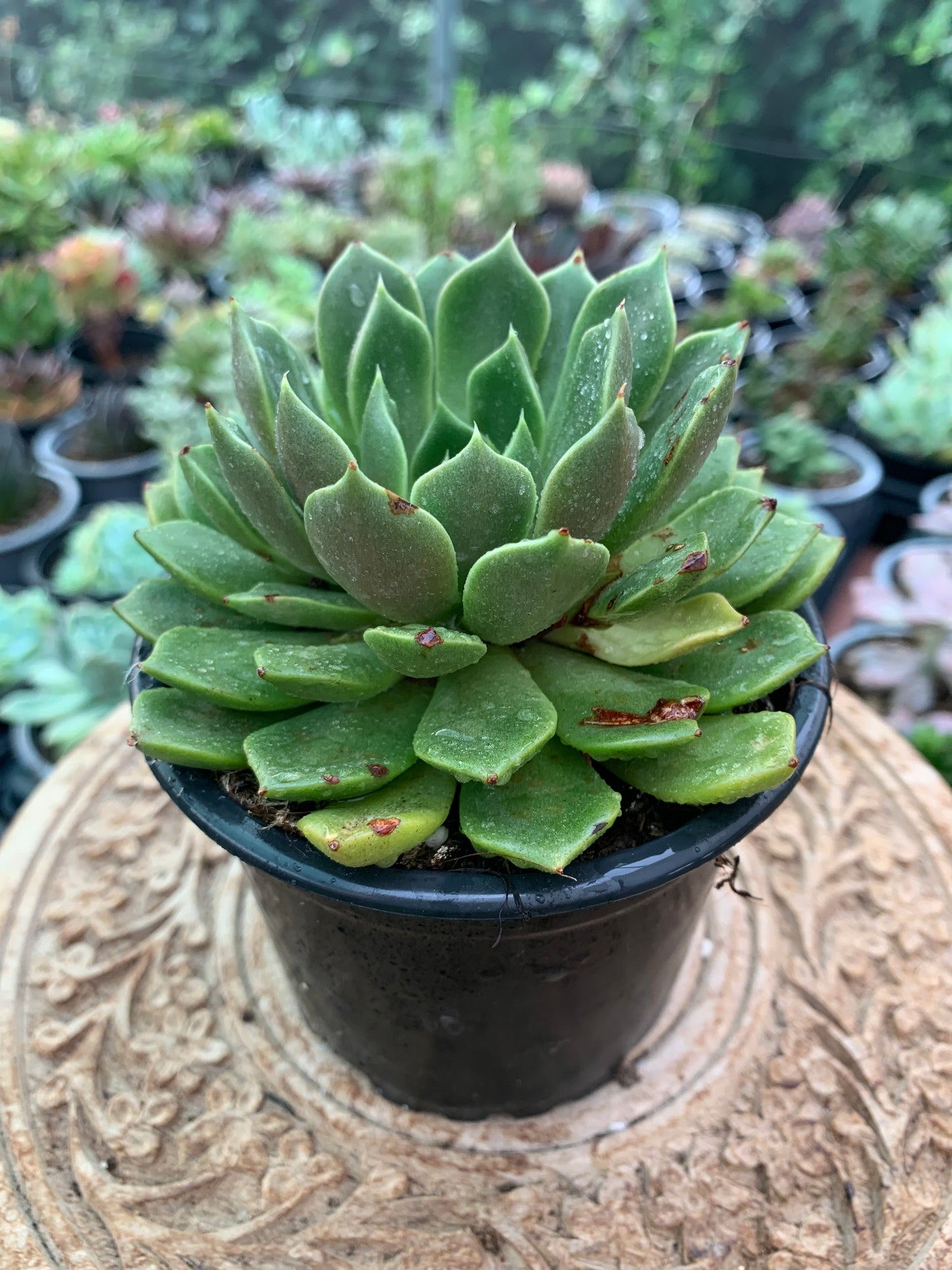 Echeveria Gallo