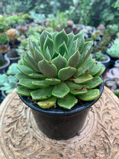 Echeveria Gallo