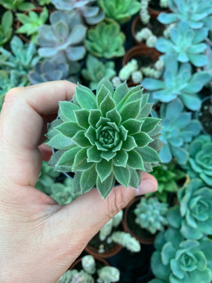 Sempervivum Soft Line Xera