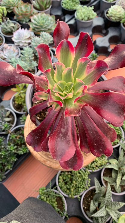 Aeonium Medusa (Planta Madre)