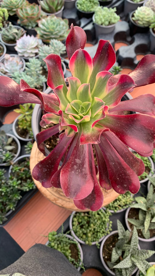 Aeonium Medusa (Planta Madre)