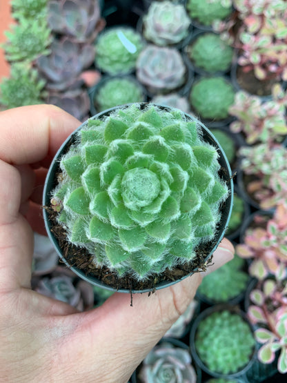 Sempervivum 'Coconut Kiss'
