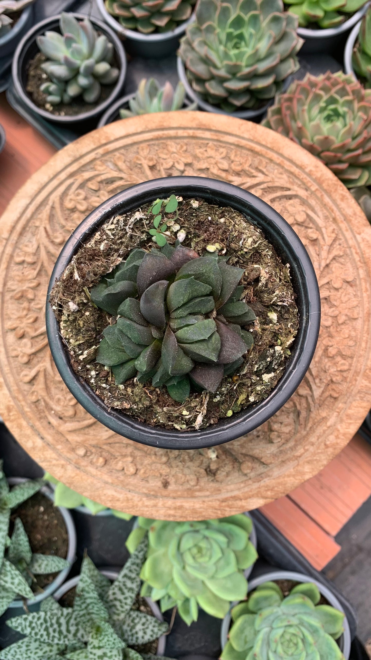 Hawothia ‘Chocolate’