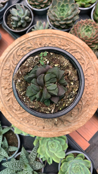 Hawothia ‘Chocolate’